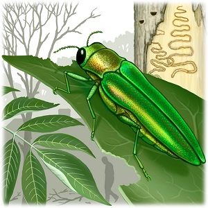 EAB exit hole